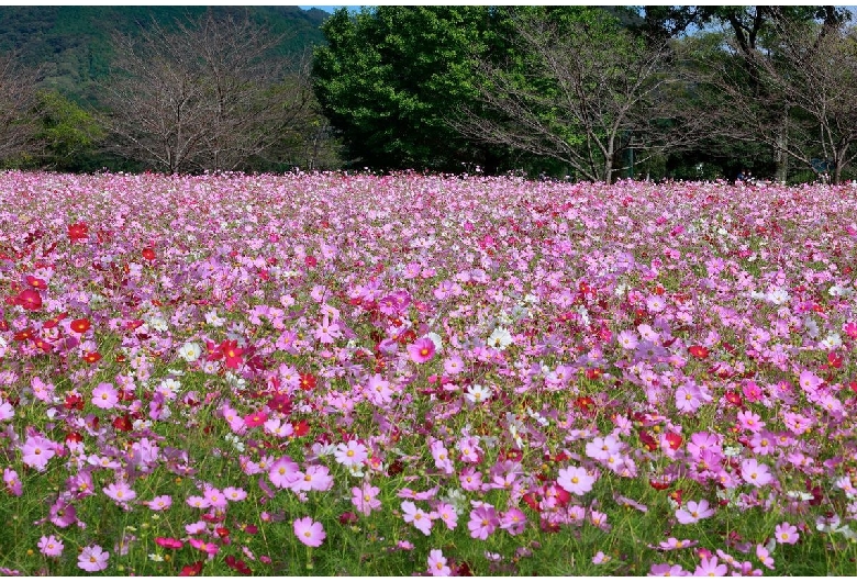 宮の前公園