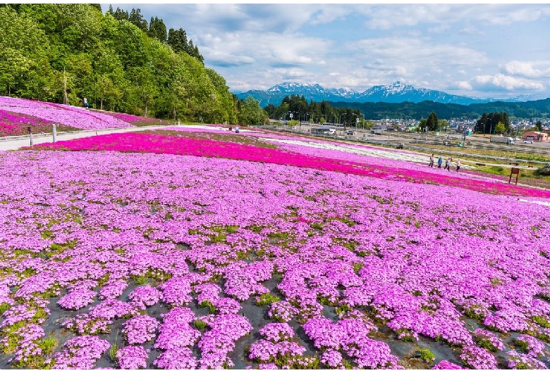 魚沼芝桜