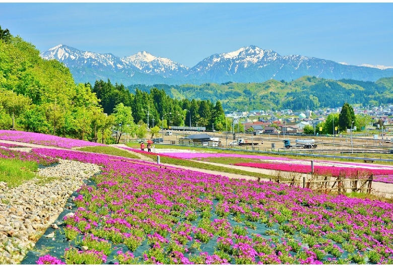 魚沼芝桜