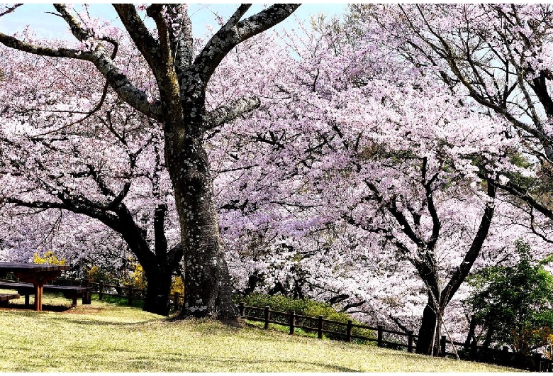 吾妻山公園