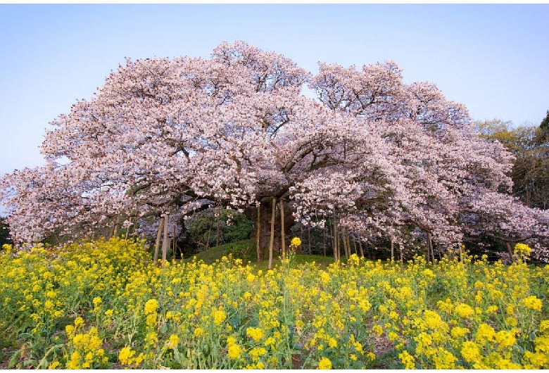 吉高の大桜