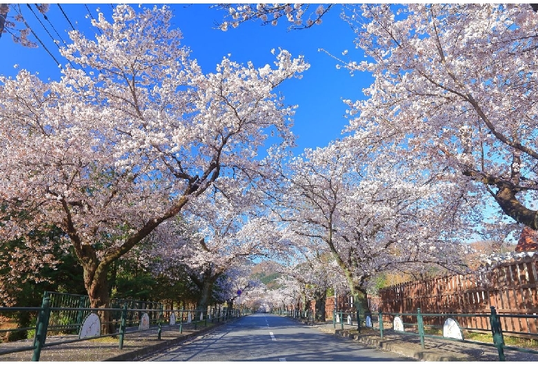 北桜通り（長瀞）