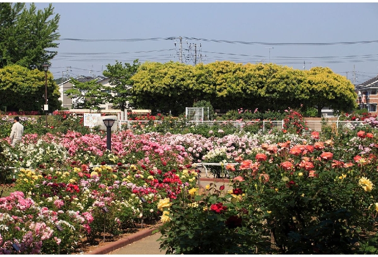 伊奈町のバラ園