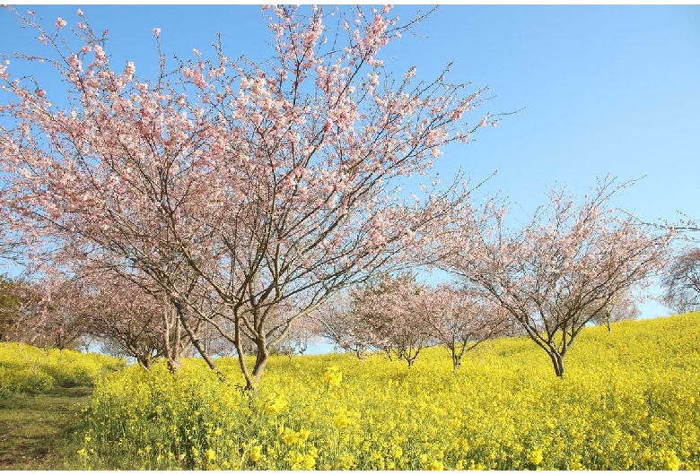 小宅古墳群