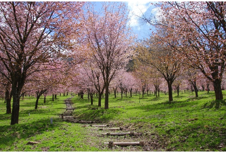 桜峠