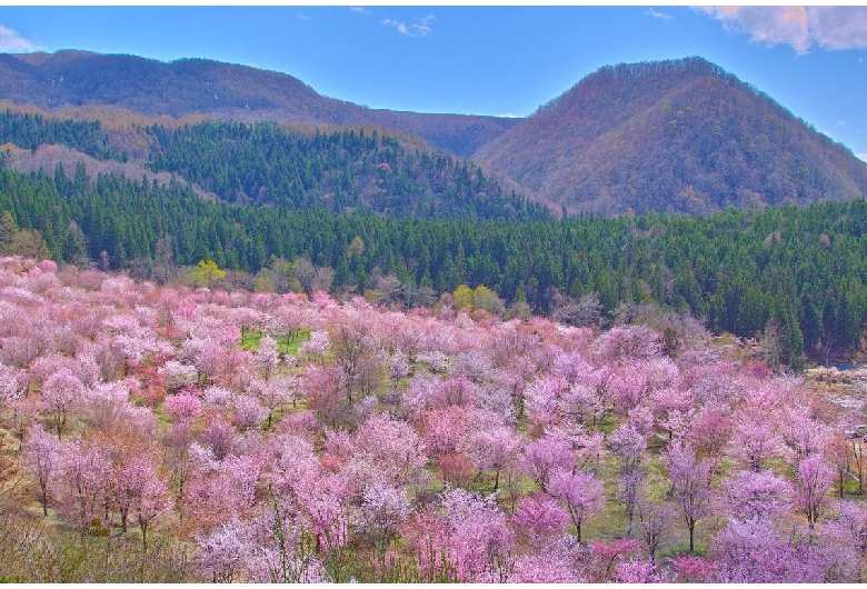 桜峠