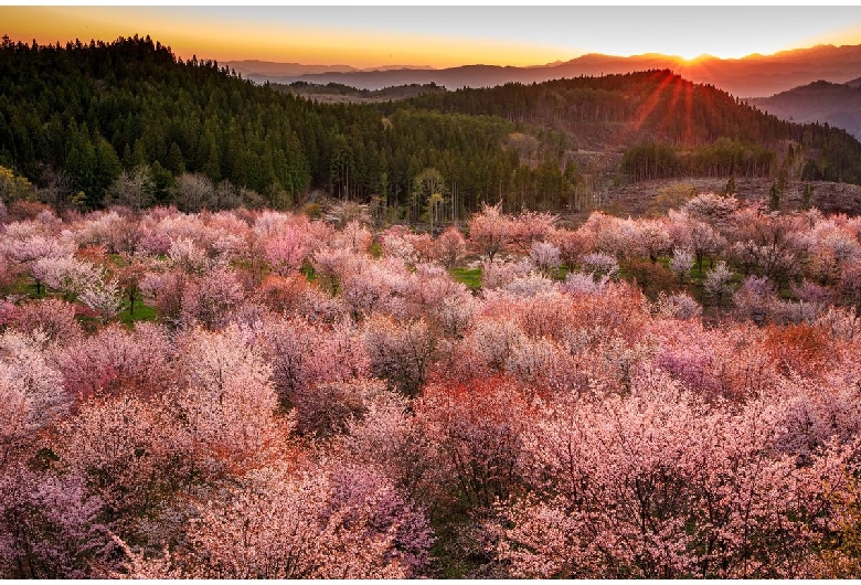 桜峠