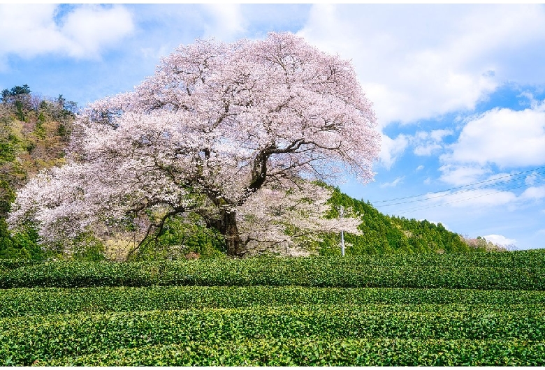 牛代のみずめ桜