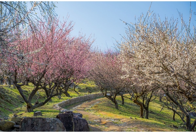 御津自然観察公園（世界の梅公園）