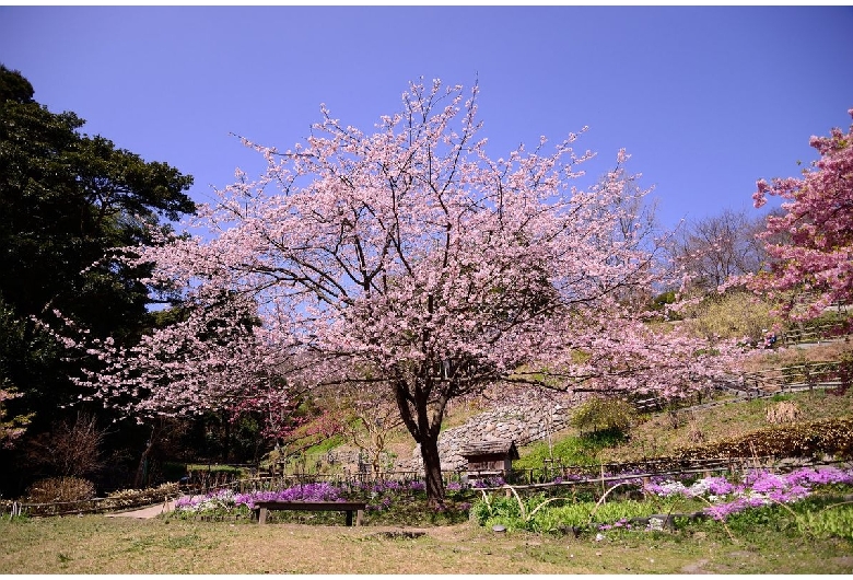 白野江植物園