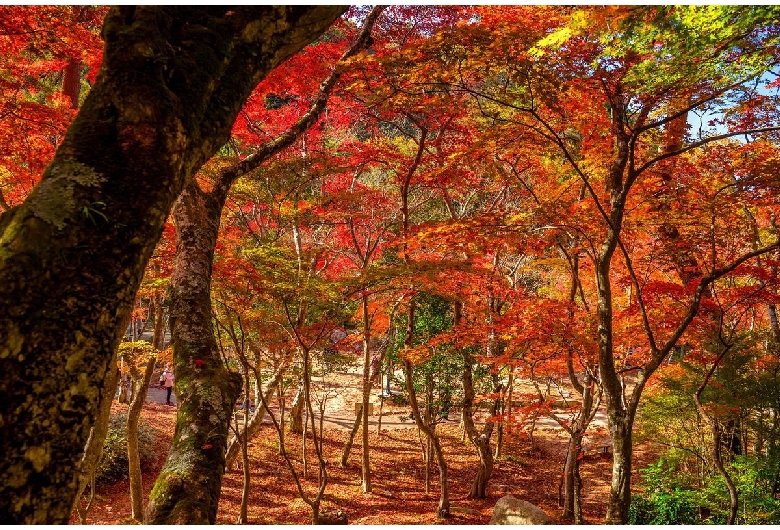 瑞宝寺公園