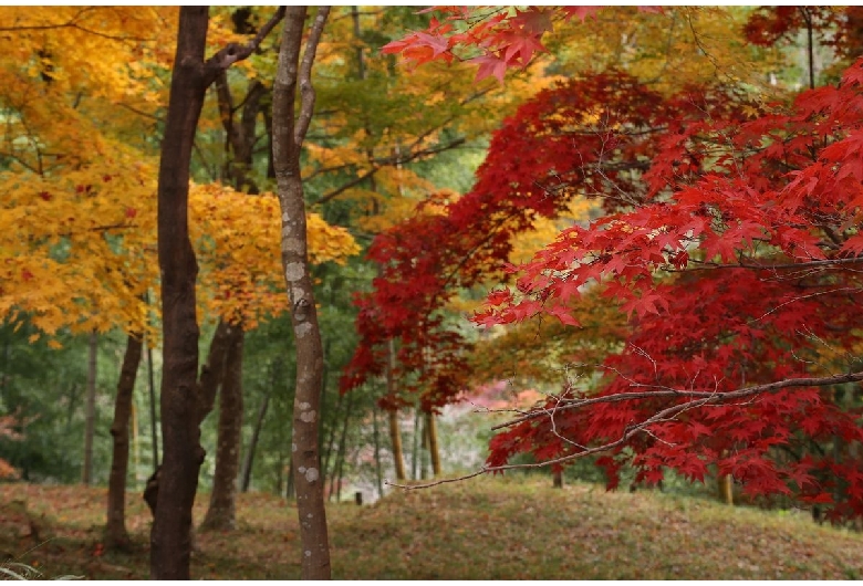 最上山公園