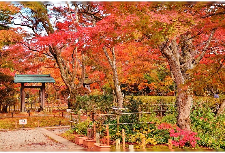 長岡市もみじ園（越路もみじ園）