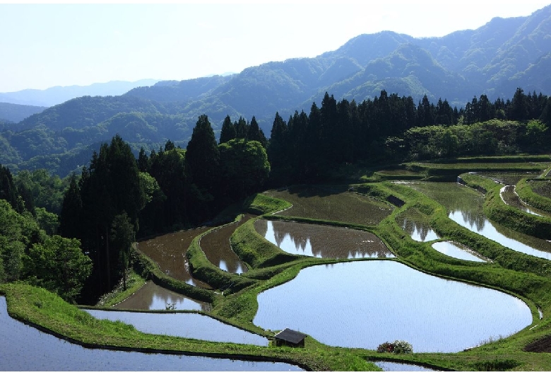 うへ山の棚田