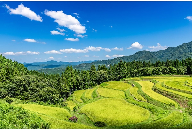 うへ山の棚田