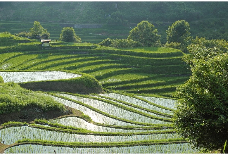 下赤阪の棚田