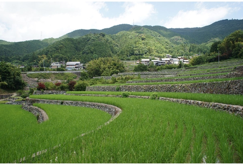 深野のだんだん田