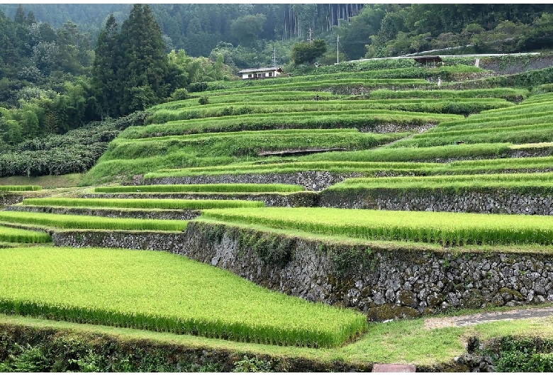 坂折棚田