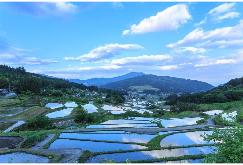 坂折棚田