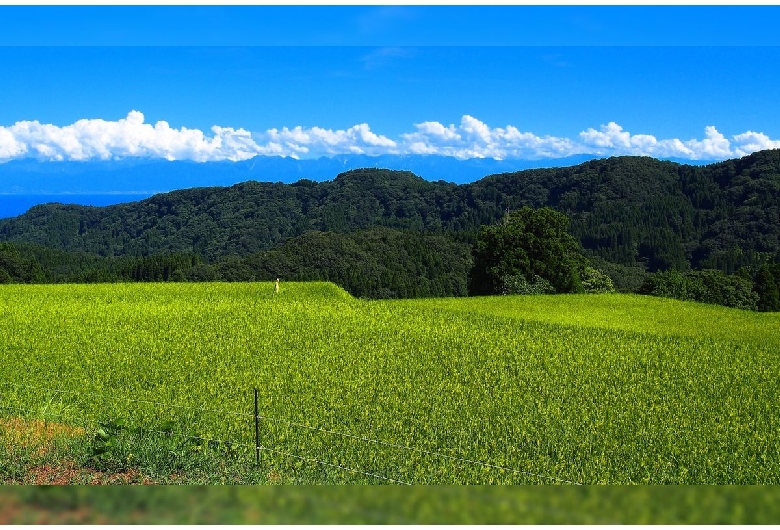 長坂の棚田