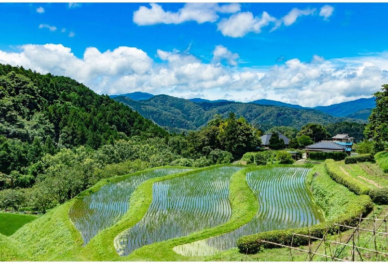 荒原の棚田