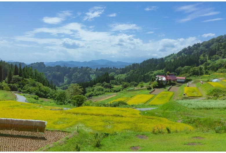 栃倉の棚田