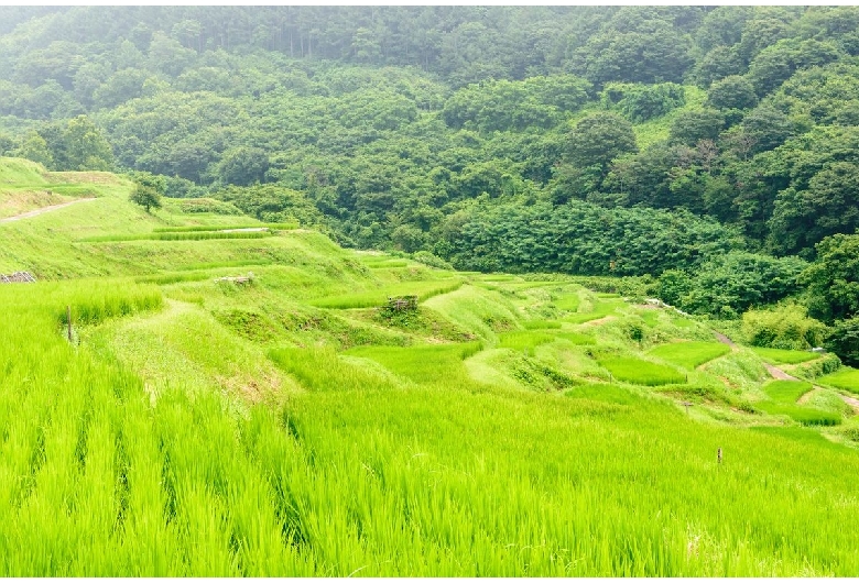 稲倉の棚田