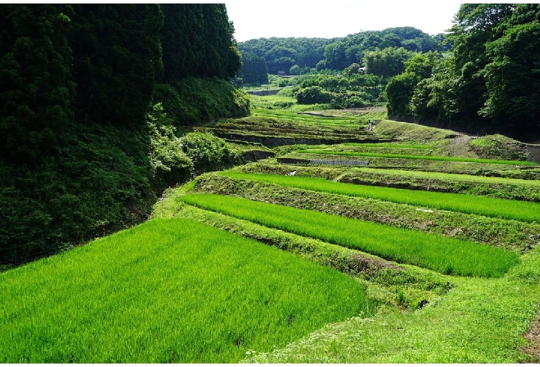 国見の棚田