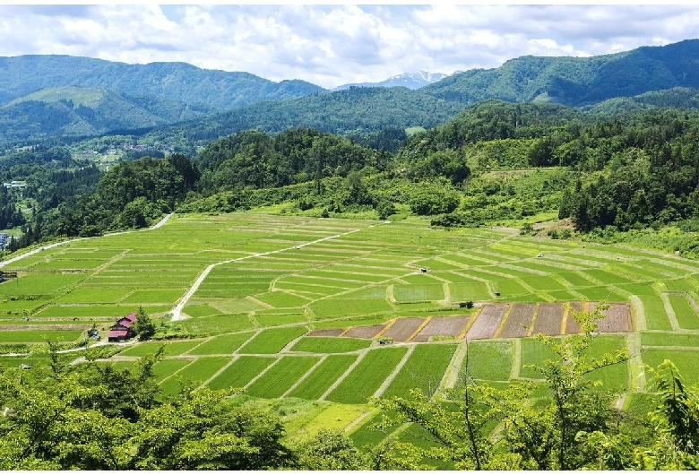 大蕨の棚田