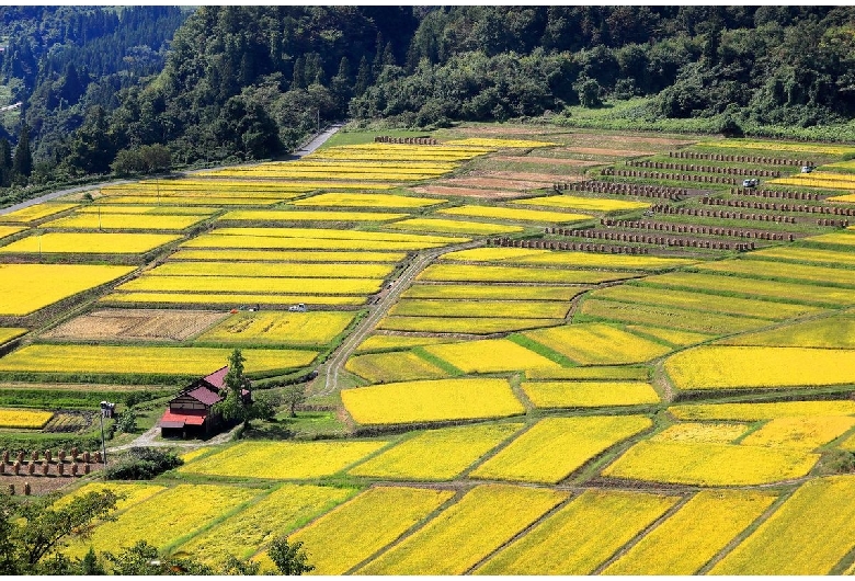 椹平の棚田