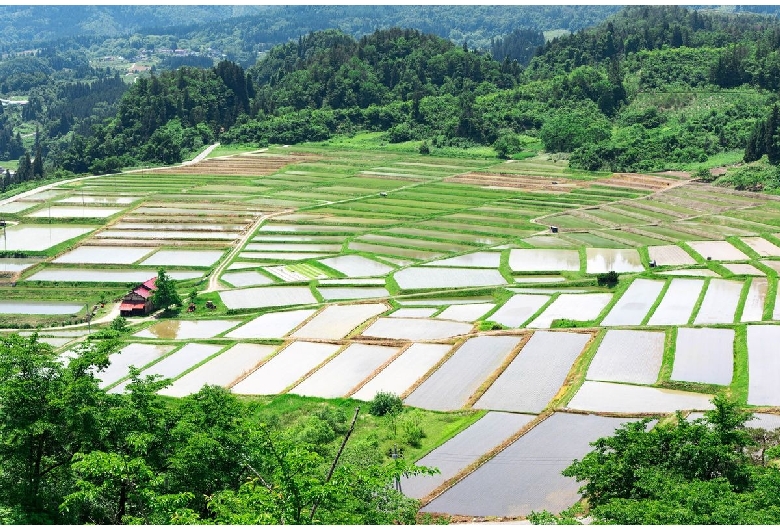 椹平の棚田