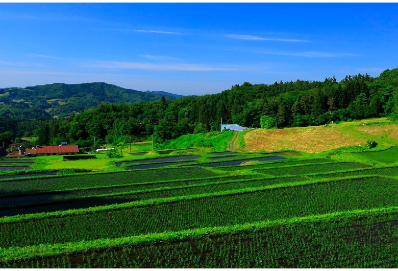 山吹の棚田