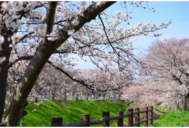 佐保川の桜