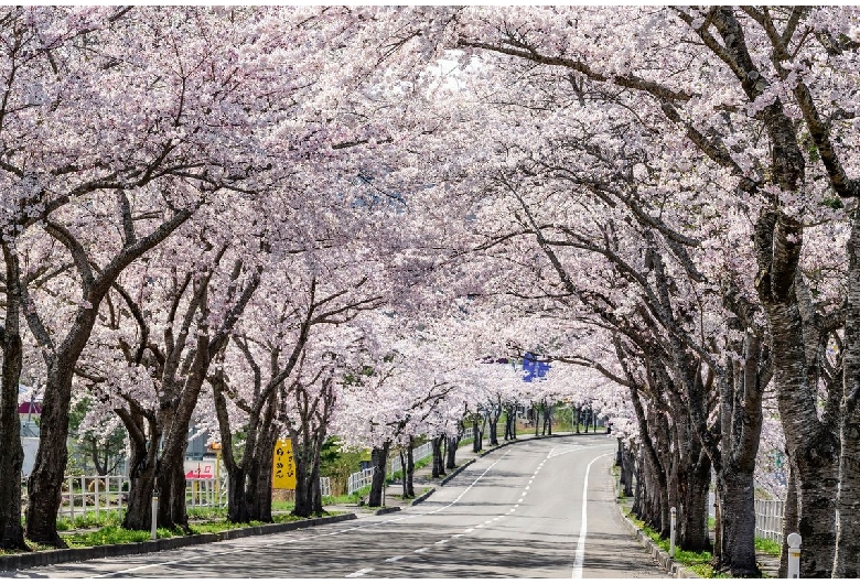 大畑桜ロード