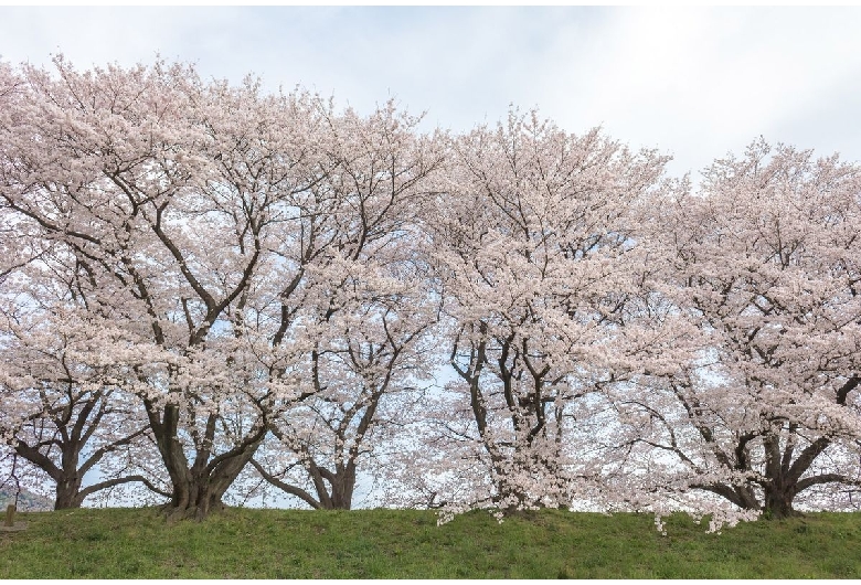 牧場の桜