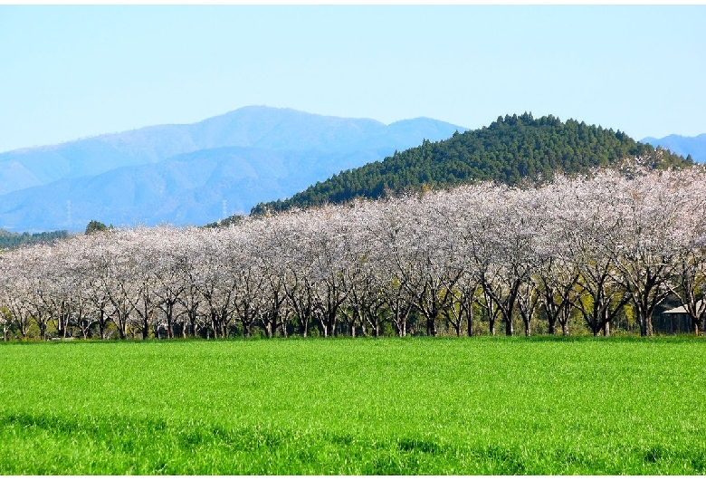 牧場の桜