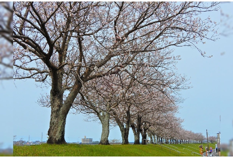 大淀川桜堤