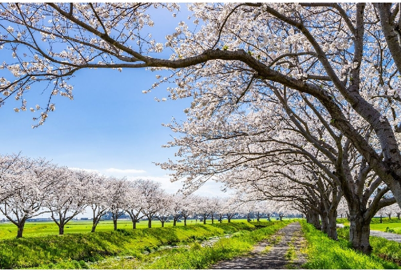 草場川の桜並木