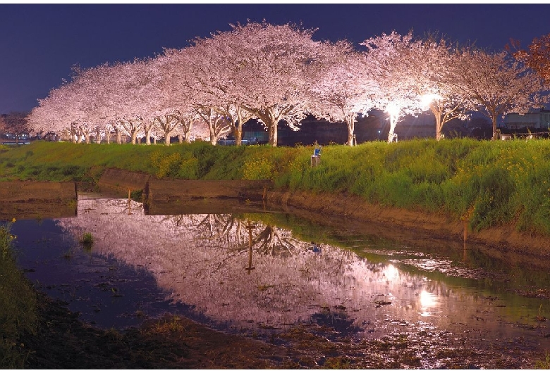 草場川の桜並木