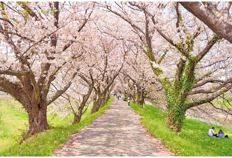 流川の桜並木