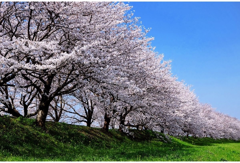 流川の桜並木