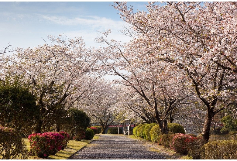 観音池公園