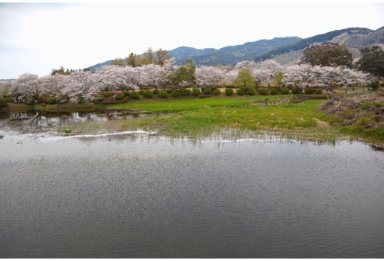 観音池公園