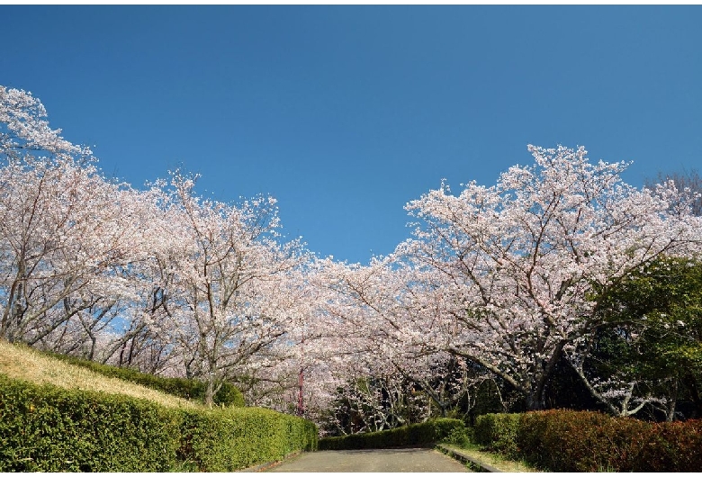 蛇ヶ谷公園