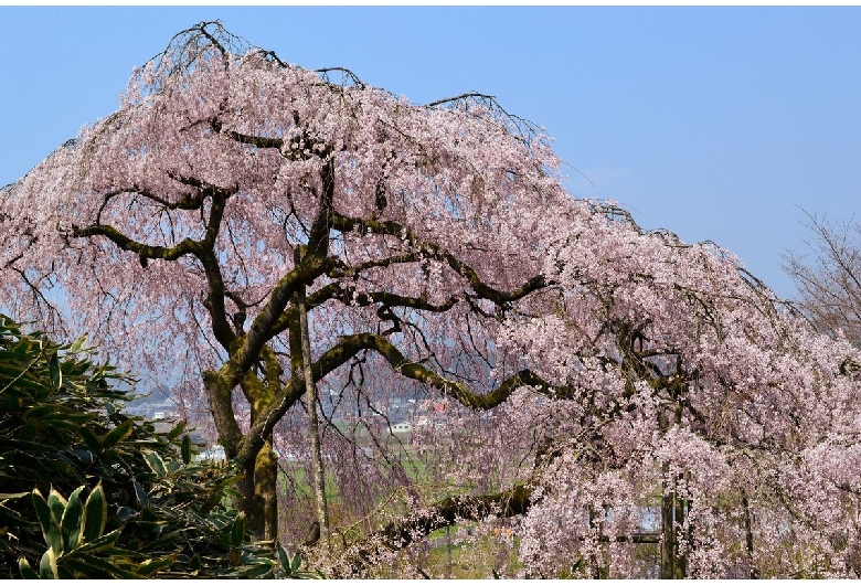 田ノ頭郷のしだれ桜