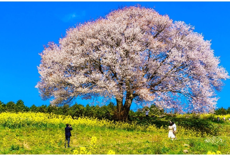 馬場の山桜