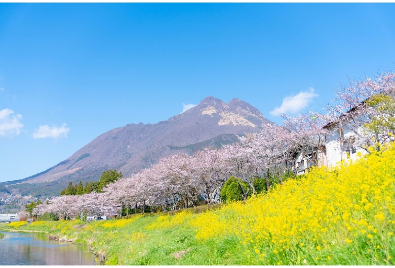 大分川沿いの桜並木