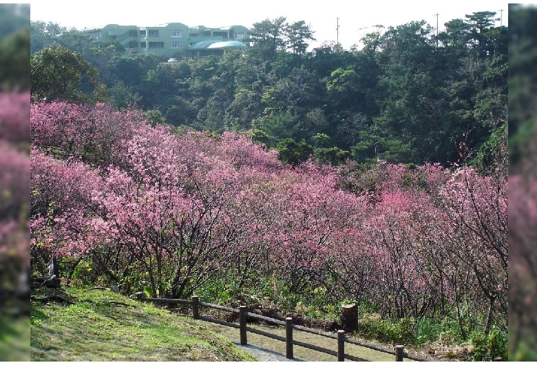 名護城公園（名護中央公園）