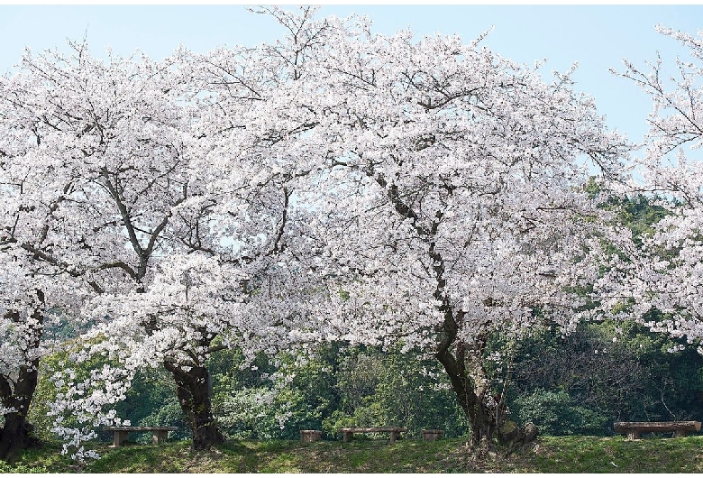 滝の宮公園