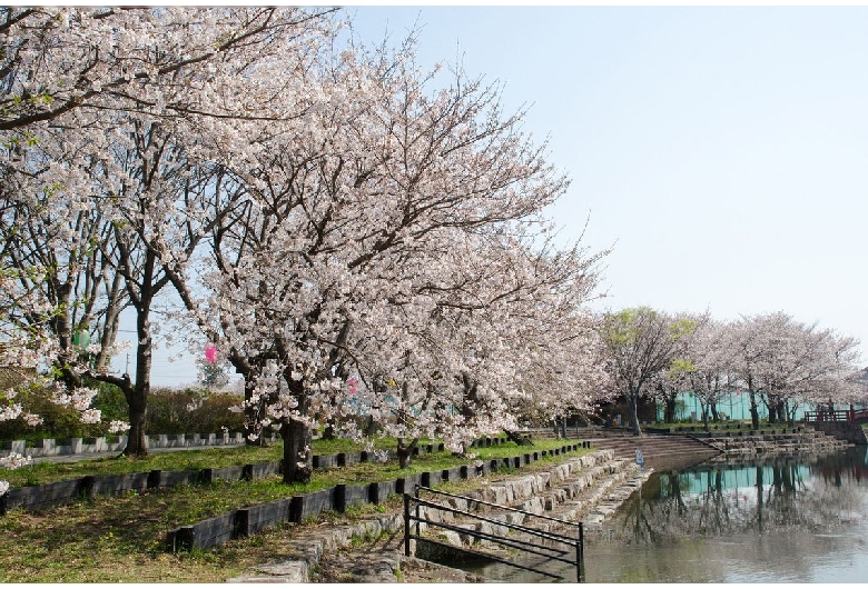 羽ノ浦さくらづつみ公園